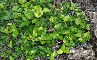 Premna hengchunensis 恆春臭黃荊