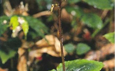 Neottia suzukii (Masam.) Szlach. 鈴木氏雙葉蘭