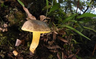 Boletus ornatipes Peck. 紋柄牛肝菌