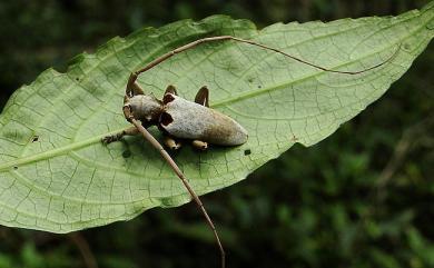 Acalolepta sublusca maculihumera (Matsushita, 1933) 肩紋絨毛天牛