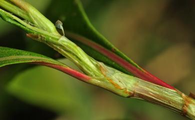 Persicaria glabra (Willd.) M. Gómez 紅辣蓼