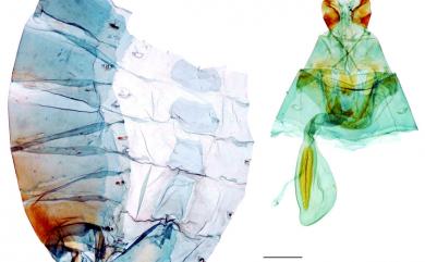 Papilio bianor kotoensis Sonan, 1927 翠鳳蝶蘭嶼亞種