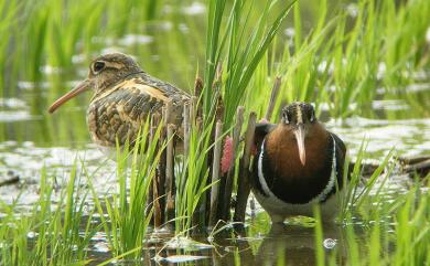 Rostratula benghalensis (Linnaeus, 1758) 彩鷸