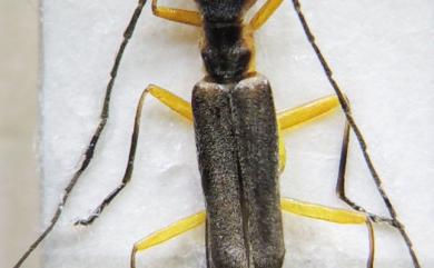 Malthinus vixlimbatus Wittmer, 1984 缺緣尖鬚菊虎