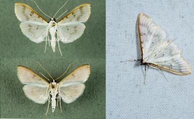 Palpita warrenalis (Swinhoe, 1894) 白臘擬絹野螟蛾