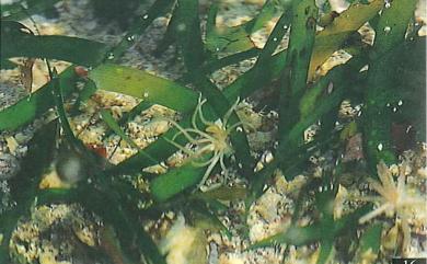Thalassia hemprichii 泰來藻