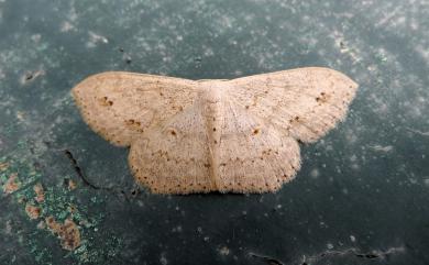 Scopula formosana Prout, 1934