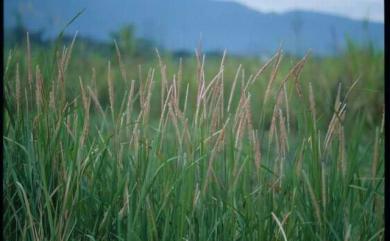 Imperata cylindrica var. major (Nees) C.E.Hubb. 白茅