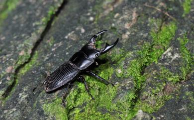 Aegus laevicollis formosae Bates, 1866 臺灣肥角鍬形蟲