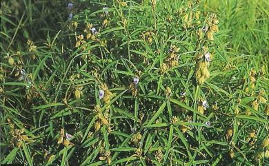 Crotalaria sessiliflora L. 野百合