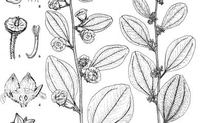 Paliurus ramosissimus (Lour.) Poir. 馬甲子