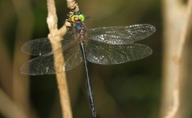 Hemicordulia mindana nipponica Asahina, 1980 岷峨弓蜓