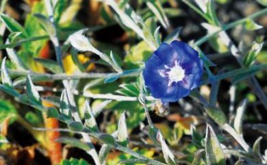 Evolvulus alsinoides var. decumbens 狹葉土丁桂