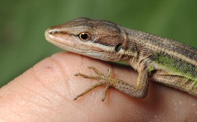 Takydromus viridipunctatus Lue & Lin, 2008 翠斑草蜥