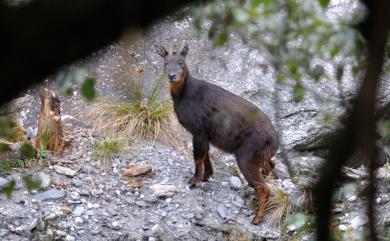 Capricornis swinhoei (Gray, 1862) 臺灣野山羊