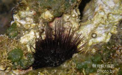 Echinostrephus molaris de Blainville, 1825 紫叢海膽