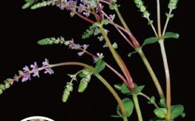 Rotala rotundifolia (Buch.-Ham. ex Roxb.) Koehne 水豬母乳