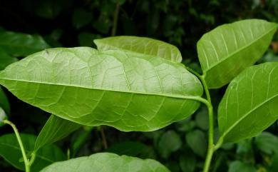 Malaisia scandens (Lour.) Planch. 盤龍木