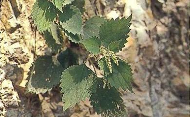 Boehmeria pilushanensis Y.C.Liu & F.Y.Lu 畢祿山苧麻