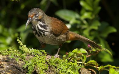 Megapomatorhinus erythrocnemis Gould, 1863 大彎嘴