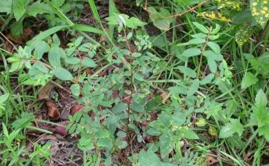 Euphorbia hyssopifolia L. 紫斑大戟