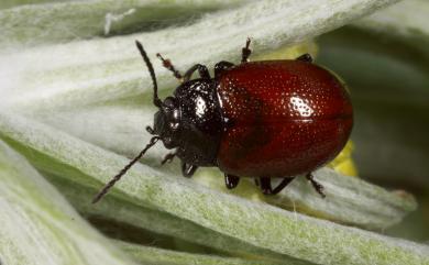 Chrysolina bowringi (Baly, 1860) 紅褐銅金花蟲