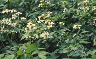 Bidens pilosa var. radiata 大花咸豐草