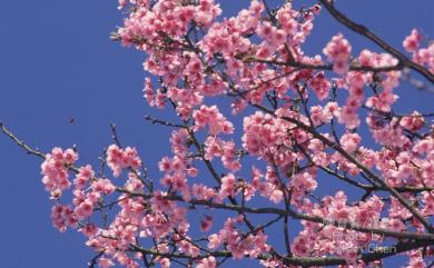 Prunus campanulata 山櫻花