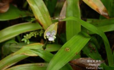 Murdannia bracteata (C.B. Clarke) Kuntze ex J.K. Morton 大苞水竹葉