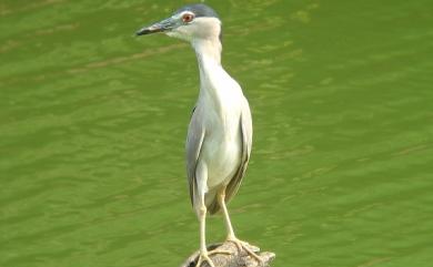 Nycticorax nycticorax (Linnaeus, 1758) 夜鷺