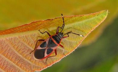 Euscopus rufipes Stål, 1870 原銳紅蝽