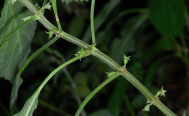 Paraphlomis formosana T.H. Hsieh & T.C. Huang 台灣假糙蘇