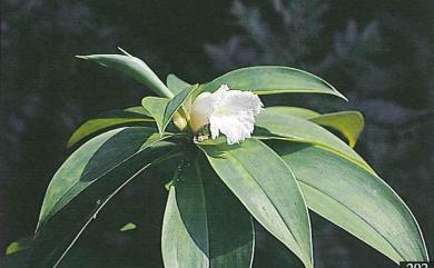 Hellenia speciosa 絹毛鳶尾