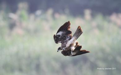 Milvus migrans formosanus Kuroda Sr, 1920 黑鳶(台灣亞種)