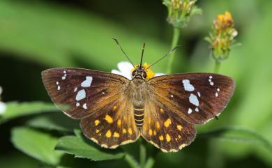 Celaenorrhinus maculosus taiwanus Matsumura, 1919 大流星弄蝶