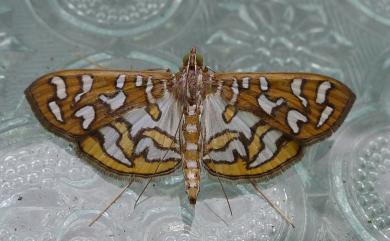 Nausinoe perspectata (Fabricius, 1775) 雲紋葉野螟蛾