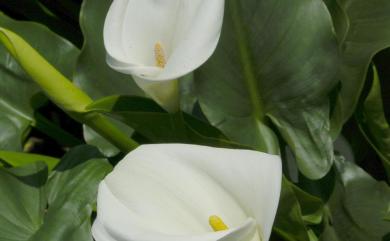 Zantedeschia aethiopica 海芋