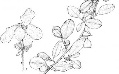Elaeagnus oldhamii 椬梧