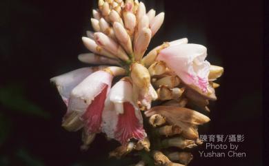Alpinia uraiensis Hayata 烏來月桃