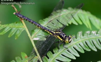 Sinogomphus formosanus Asahina, 1951 鉸剪春蜓