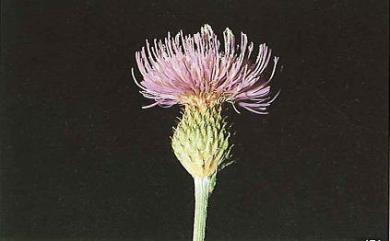 Cirsium lineare Sch.Bip. 華薊