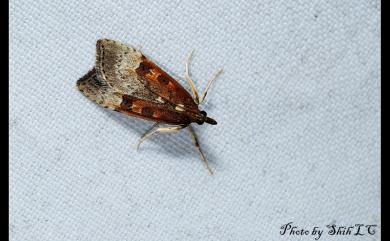 Udea stigmatalis tayulingensis Heppner, 2005 大禹嶺紅痣纓突野螟