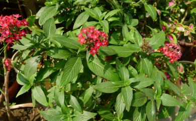 Pentas lanceolata (Forssk.) Deflers 繁星花