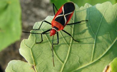 Dysdercus decussatus Boisduval, 1835 叉帶棉紅蝽