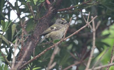 Regulus regulus japonensis (Blakiston, 1862) 戴菊鳥