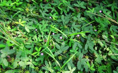 Mimosa pudica L. 含羞草