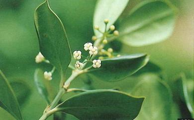 Canthium gynochodes Baill. 朴萊木