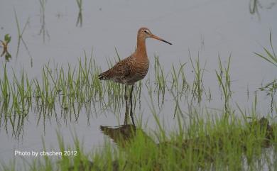 Limosa limosa melanuroides (Gould, 1846) 黑尾鷸