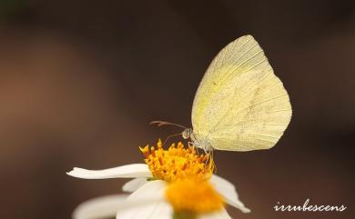 Eurema laeta punctissima (Matsumura, 1909) 角翅黃蝶