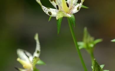 Swertia tozanensis 高山當藥